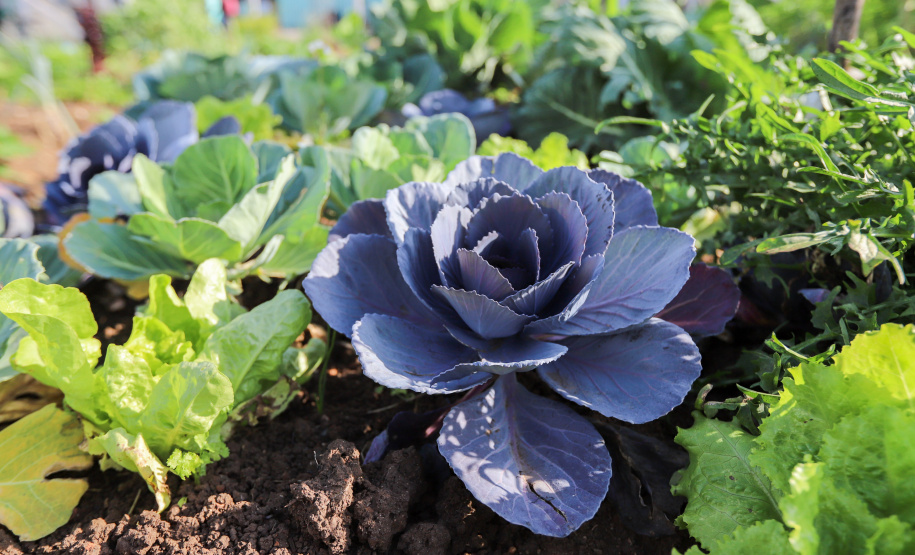 Visita a Horta Marumbi ?  A equipe da Secretaria da Agricultura e do Abastecimento do Paraná recebe equipe da SEAB Rondônia para apresentar soluçoes implantadas em Curitiba sobre o cultivo de alimentos. 03/09/2021 - Foto: Geraldo Bubniak/AEN