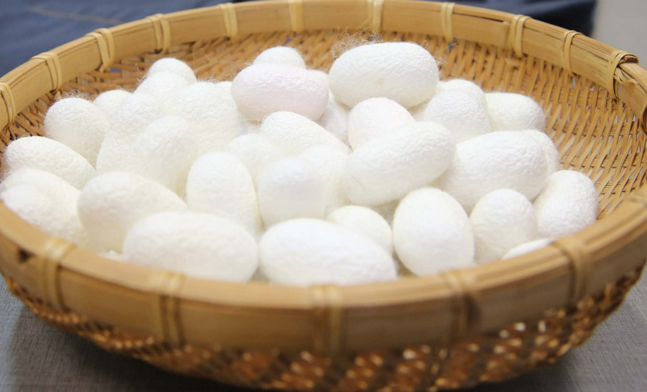 Projeto Seda Brasil fará parte de rede internacional de pesquisa. Foto: Geraldo Bubniak/AEN