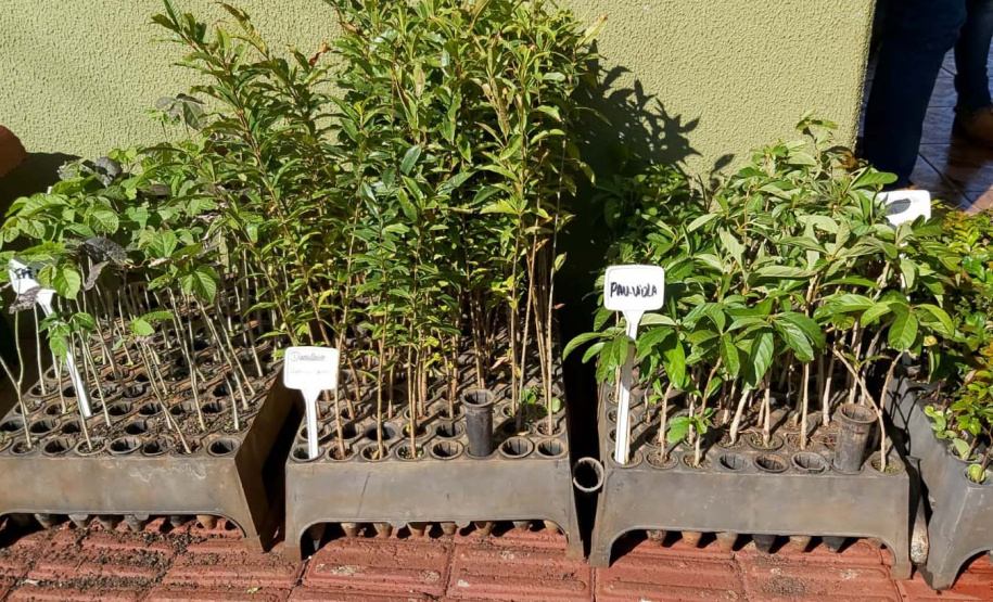 IAT continua com ações de distribuição de mudas de árvores nativas em troca de alimentos. Foto: IAT