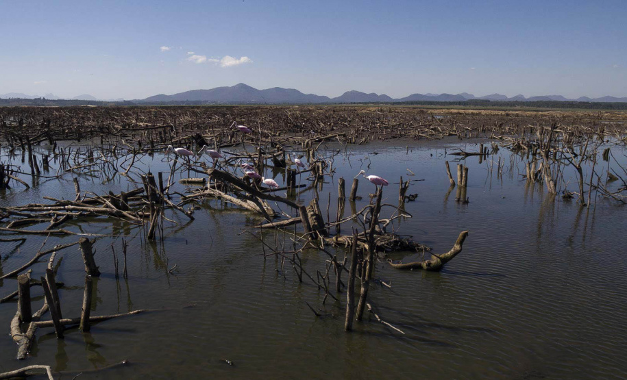 Barragem do Iraí atraiu centenas de aves para se alimentar durante estiagem - Curitiba, 03/09/2021 - Foto: André Thiago/Sanepar