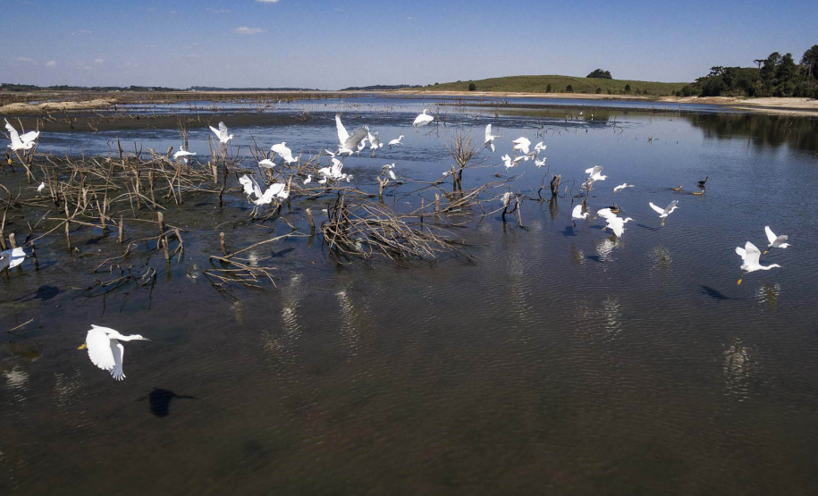 Barragem do Iraí atraiu centenas de aves para se alimentar durante estiagem - Curitiba, 03/09/2021 - Foto: André Thiago/Sanepar