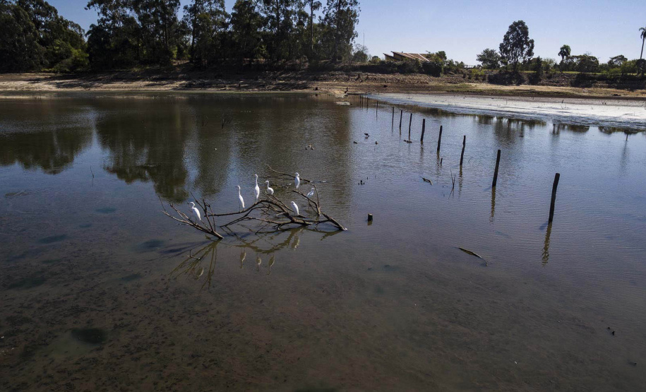 Barragem do Iraí atraiu centenas de aves para se alimentar durante estiagem - Curitiba, 03/09/2021 - Foto: André Thiago/Sanepar