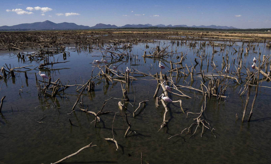 Barragem do Iraí atraiu centenas de aves para se alimentar durante estiagem - Curitiba, 03/09/2021 - Foto: André Thiago/Sanepar