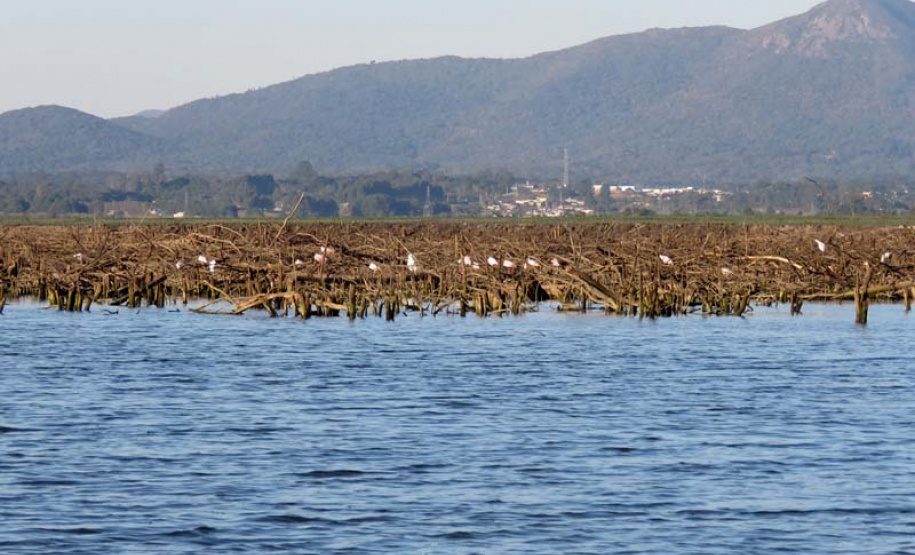 Barragem do Iraí atraiu centenas de aves para se alimentar durante estiagem. Foto:Tayla Coelho