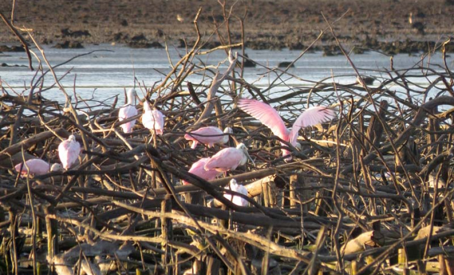 Barragem do Iraí atraiu centenas de aves para se alimentar durante estiagem. Foto:Tayla Coelho