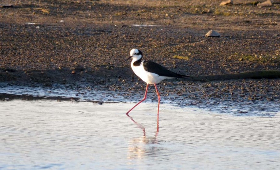 Barragem do Iraí atraiu centenas de aves para se alimentar durante estiagem. Foto:Tayla Coelho