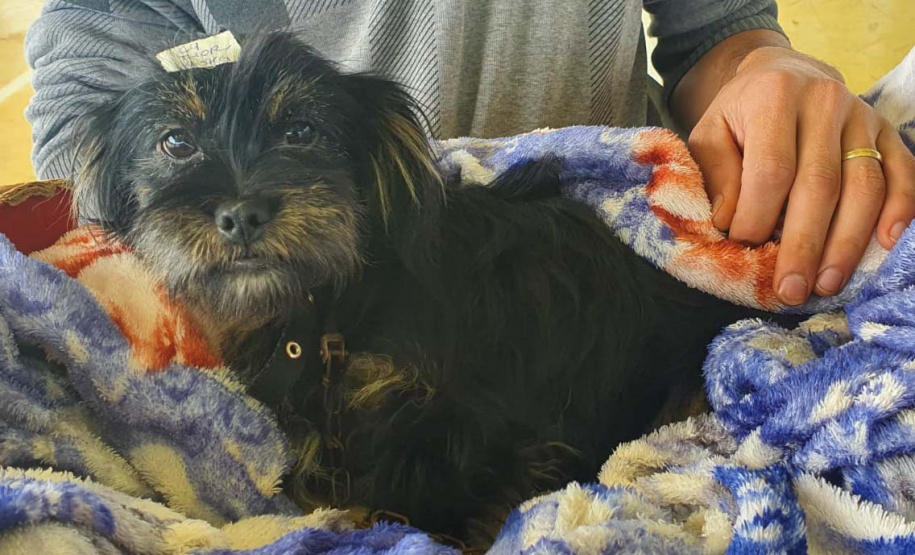 CastraPet Paraná realiza castração gratuita de 84 animais em Turvo. Foto: SEDEST