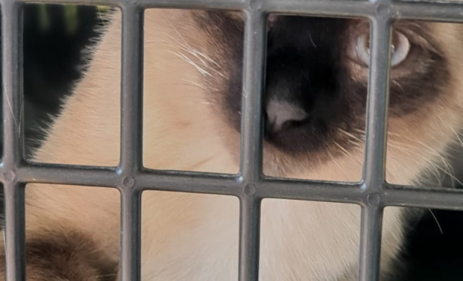 CastraPet Paraná realiza castração gratuita de 84 animais em Turvo. Foto: SEDEST