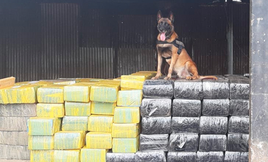 O trabalho integrado das Polícias Civil e Militar, coordenados pela Secretaria da Segurança Pública do Paraná (Sesp), no combate ao tráfico de drogas no Estado, resultou em um aumento de 13,56% na quantidade de drogas apreendidas (maconha, cocaína e crack), no primeiro semestre de 2021, se comparado ao mesmo período de 2020