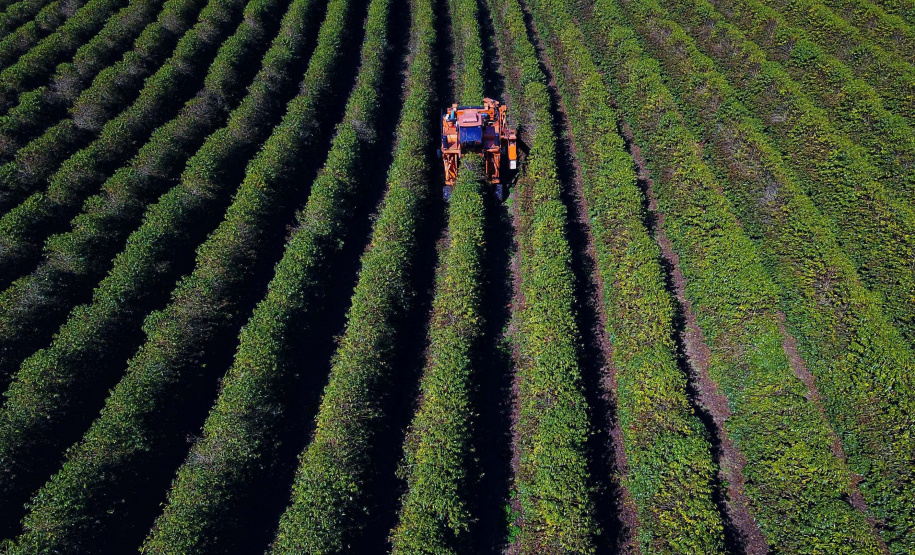 Café renasce no Paraná e qualidade da produção de Carlópolis é destaque no país. Foto: José Fernando Ogura/AEN