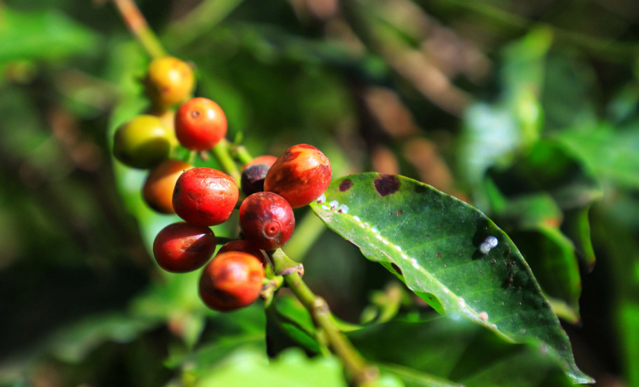 Café renasce no Paraná e qualidade da produção de Carlópolis é destaque no país. Foto: José Fernando Ogura/AEN