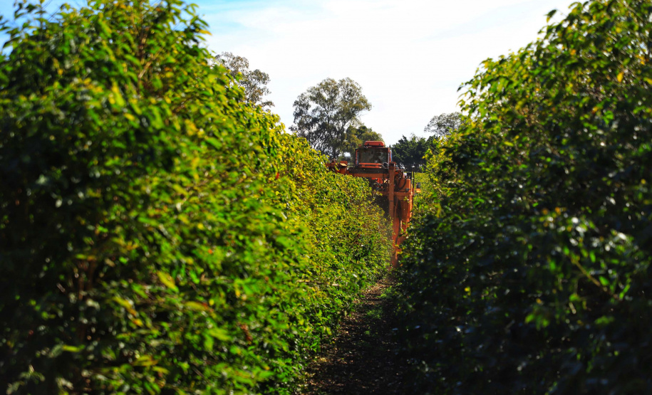 Café renasce no Paraná e qualidade da produção de Carlópolis é destaque no país. Foto: José Fernando Ogura/AEN