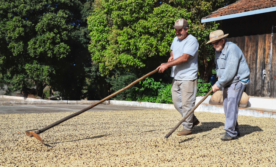Plantação de café em Carlópolis. Na foto, Joaquim Teixeira da Luz (pai) e Marcelo Valdevino da Luz (filho) 07/2021 . Foto: José Fernando Ogura/AEN