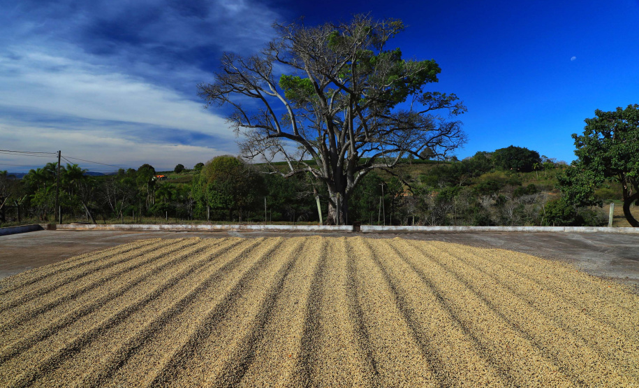 Plantação de café em Carlópolis. 07/2021 . Foto: José Fernando Ogura/AEN