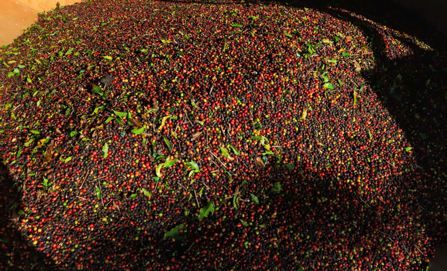 Plantação de café em Carlópolis. 07/2021 . Foto: José Fernando Ogura/AEN