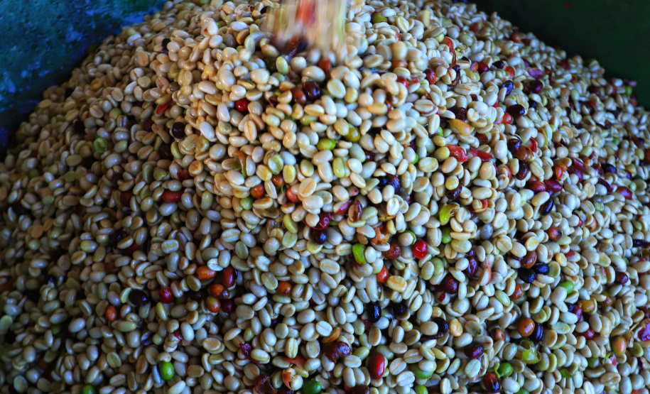 Plantação de café em Carlópolis. 07/2021 . Foto: José Fernando Ogura/AEN