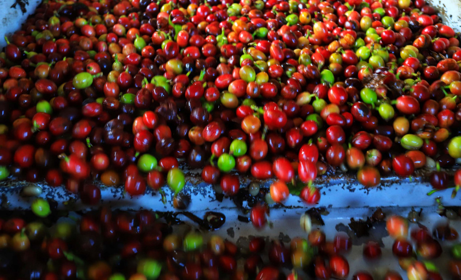 Plantação de café em Carlópolis. 07/2021 . Foto: José Fernando Ogura/AEN
