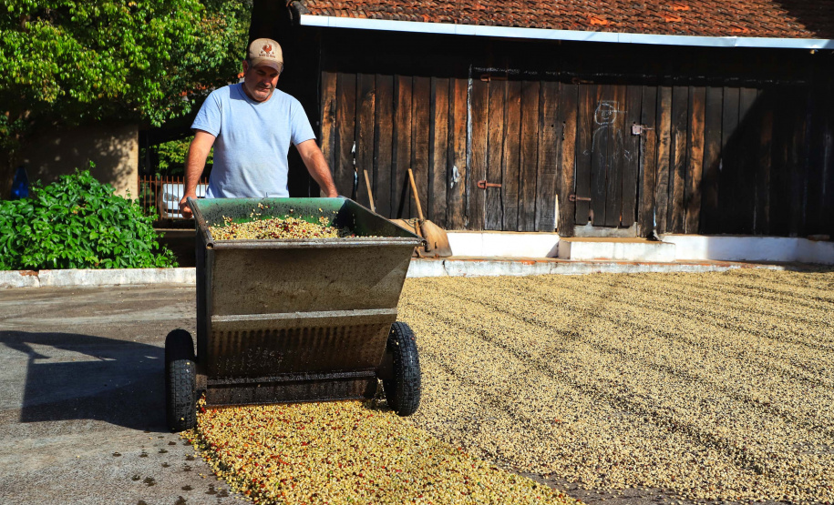Plantação de café em Carlópolis. 07/2021 . Foto: José Fernando Ogura/AEN