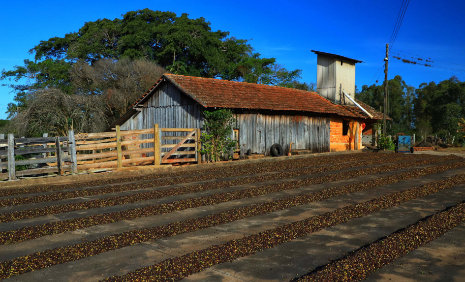 Plantação de café em Carlópolis. 07/2021 . Foto: José Fernando Ogura/AEN