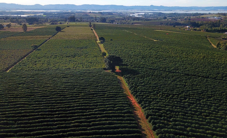 Plantação de café em Carlópolis. 07/2021 . Foto: José Fernando Ogura/AEN