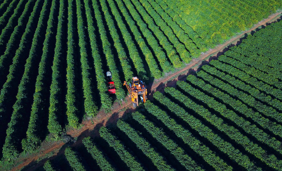 Plantação de café em Carlópolis. 07/2021 . Foto: José Fernando Ogura/AEN