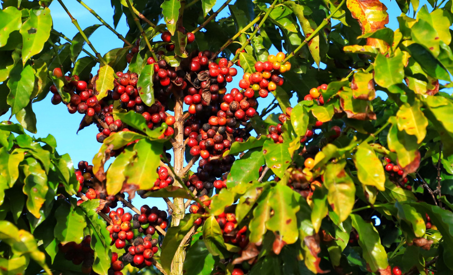 Plantação de café em Carlópolis. 07/2021 . Foto: José Fernando Ogura/AEN