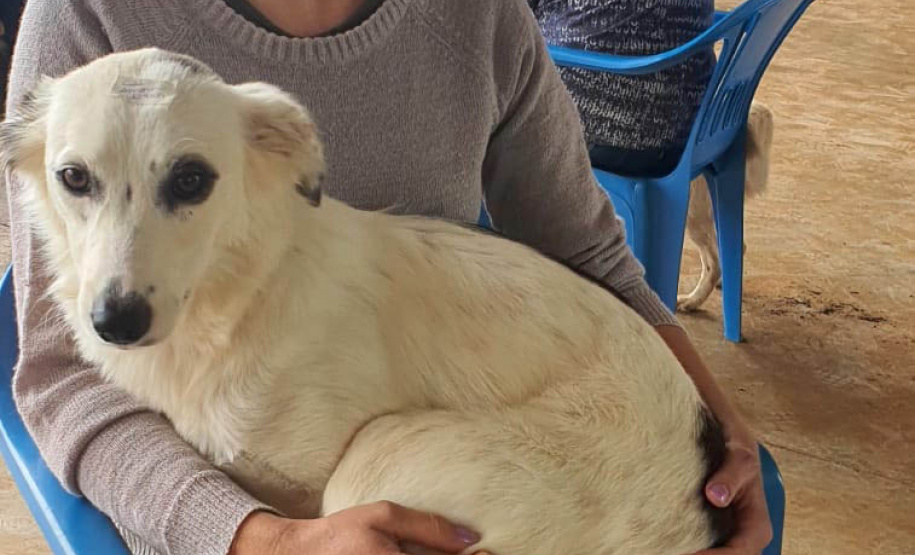 O Programa Permanente de Esterilização de Cães e Gatos (CastraPet Paraná)se despede do município de Boa Ventura de São Roque, no Centro do Estado,nessa sexta-feira (10) com o dever cumprido. - Curitiba, 10/09/2021 - Foto: SEDEST