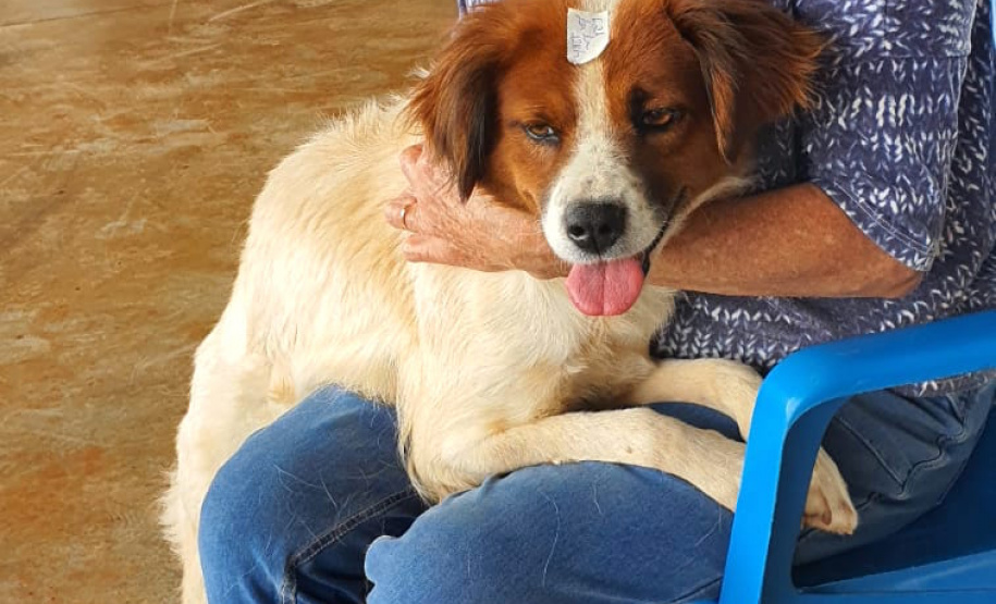 O Programa Permanente de Esterilização de Cães e Gatos (CastraPet Paraná)se despede do município de Boa Ventura de São Roque, no Centro do Estado,nessa sexta-feira (10) com o dever cumprido. - Curitiba, 10/09/2021 - Foto: SEDEST