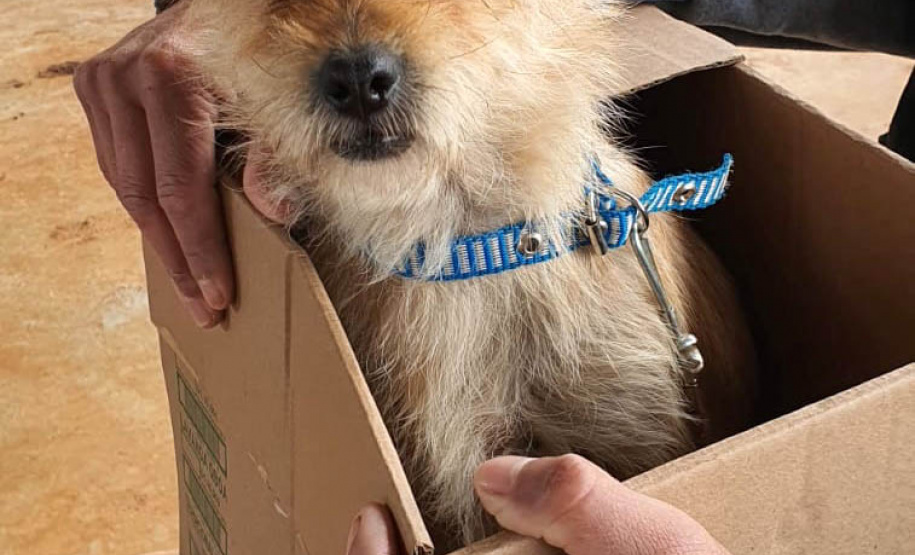 O Programa Permanente de Esterilização de Cães e Gatos (CastraPet Paraná)se despede do município de Boa Ventura de São Roque, no Centro do Estado,nessa sexta-feira (10) com o dever cumprido. - Curitiba, 10/09/2021 - Foto: SEDEST