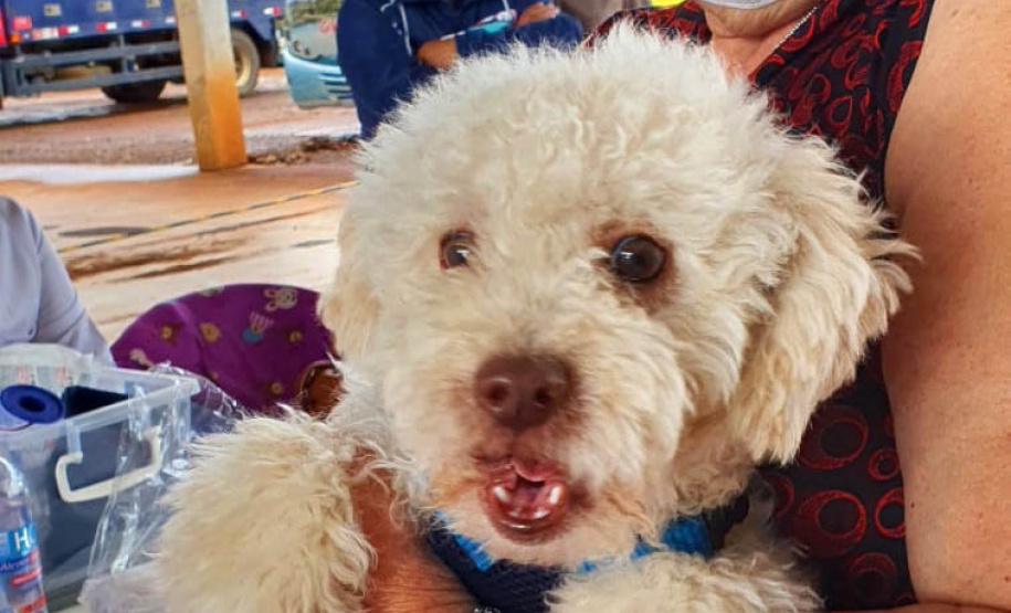 O Programa Permanente de Esterilização de Cães e Gatos (CastraPet Paraná)se despede do município de Boa Ventura de São Roque, no Centro do Estado,nessa sexta-feira (10) com o dever cumprido. - Curitiba, 10/09/2021 - Foto: SEDEST