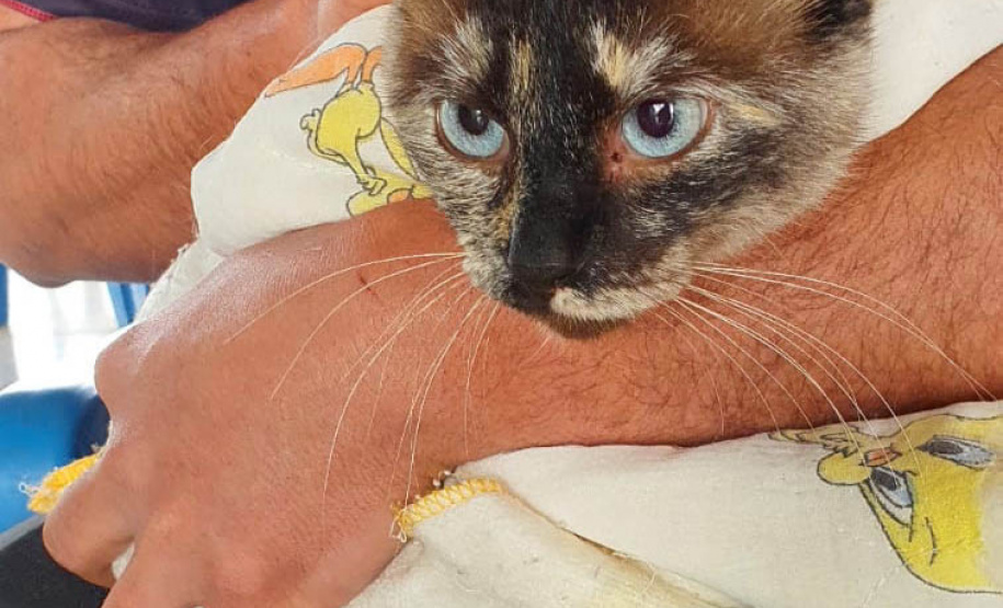 O Programa Permanente de Esterilização de Cães e Gatos (CastraPet Paraná)se despede do município de Boa Ventura de São Roque, no Centro do Estado,nessa sexta-feira (10) com o dever cumprido. - Curitiba, 10/09/2021 - Foto: SEDEST