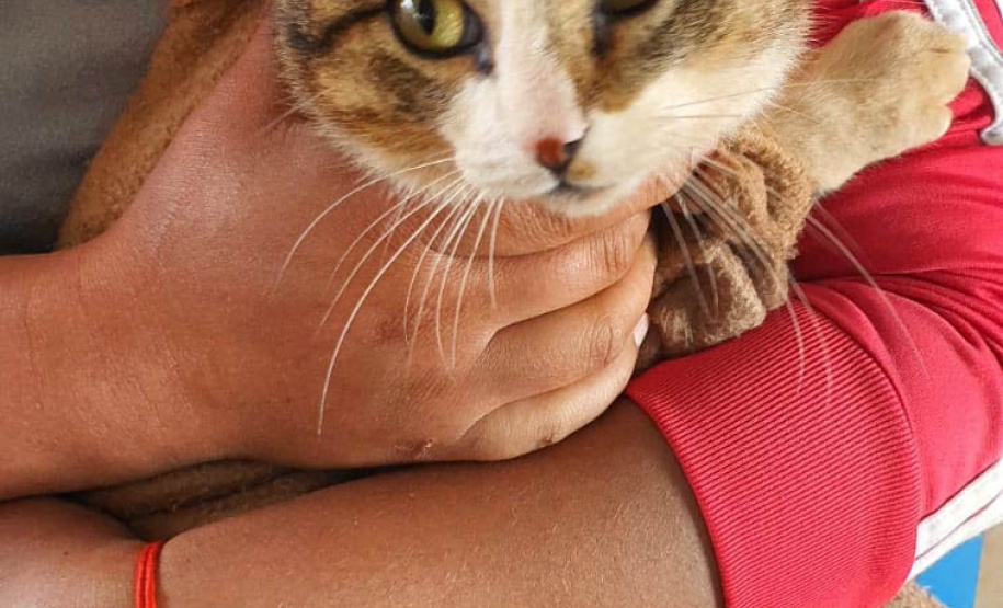 O Programa Permanente de Esterilização de Cães e Gatos (CastraPet Paraná)se despede do município de Boa Ventura de São Roque, no Centro do Estado,nessa sexta-feira (10) com o dever cumprido. - Curitiba, 10/09/2021 - Foto: SEDEST