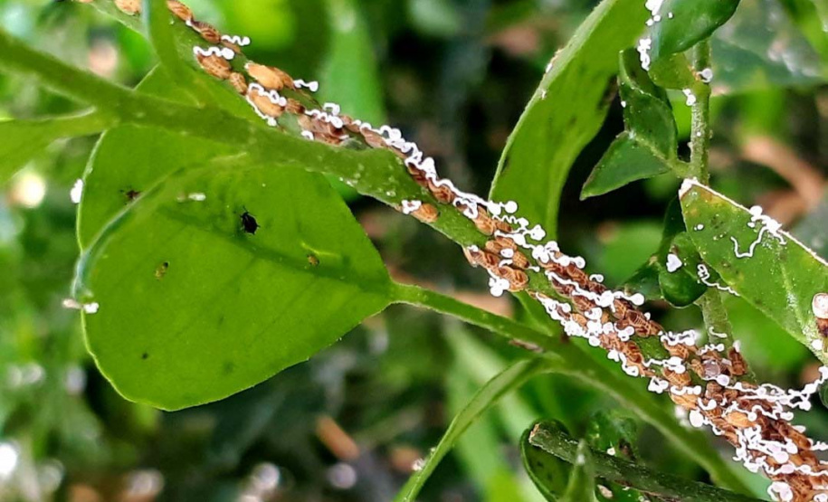 Projeto experimental do IDR-Paraná (Instituto de Desenvolvimento Rural do Paraná - Iapar-Emater) já distribuiu este ano mais de 650 mil exemplares da vespinha tamaríxia (Tamarixia radiata) em plantios de cítricos no Estado. A liberação desses insetos é uma estratégia empregada no manejo do huanglongbing (HLB), doença também chamada de greening dos citros. Foto:IDR