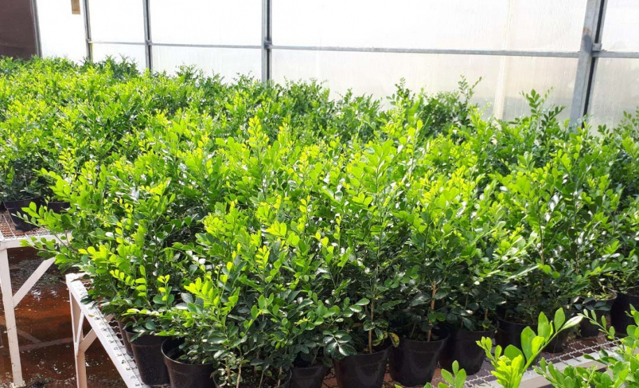 Projeto experimental do IDR-Paraná (Instituto de Desenvolvimento Rural do Paraná - Iapar-Emater) já distribuiu este ano mais de 650 mil exemplares da vespinha tamaríxia (Tamarixia radiata) em plantios de cítricos no Estado. A liberação desses insetos é uma estratégia empregada no manejo do huanglongbing (HLB), doença também chamada de greening dos citros. Foto:IDR