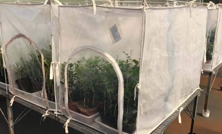 Projeto experimental do IDR-Paraná (Instituto de Desenvolvimento Rural do Paraná - Iapar-Emater) já distribuiu este ano mais de 650 mil exemplares da vespinha tamaríxia (Tamarixia radiata) em plantios de cítricos no Estado. A liberação desses insetos é uma estratégia empregada no manejo do huanglongbing (HLB), doença também chamada de greening dos citros. Foto:IDR