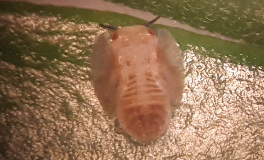 Projeto experimental do IDR-Paraná (Instituto de Desenvolvimento Rural do Paraná - Iapar-Emater) já distribuiu este ano mais de 650 mil exemplares da vespinha tamaríxia (Tamarixia radiata) em plantios de cítricos no Estado. A liberação desses insetos é uma estratégia empregada no manejo do huanglongbing (HLB), doença também chamada de greening dos citros. Foto:IDR