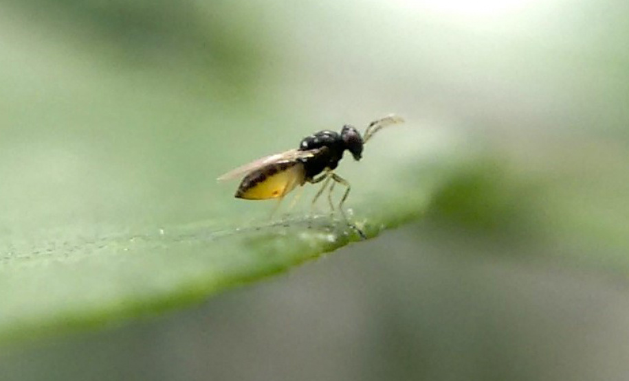 Projeto experimental do IDR-Paraná (Instituto de Desenvolvimento Rural do Paraná - Iapar-Emater) já distribuiu este ano mais de 650 mil exemplares da vespinha tamaríxia (Tamarixia radiata) em plantios de cítricos no Estado. A liberação desses insetos é uma estratégia empregada no manejo do huanglongbing (HLB), doença também chamada de greening dos citros. Foto:IDR