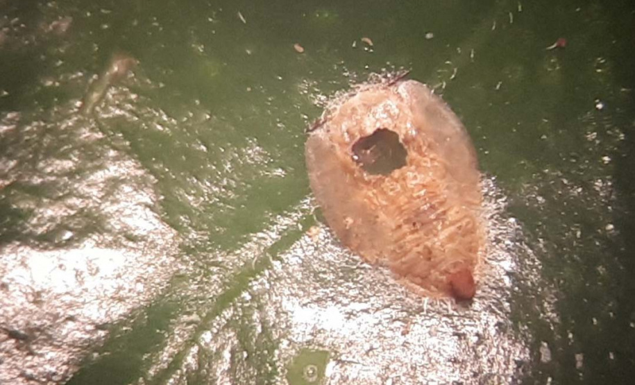 Projeto experimental do IDR-Paraná (Instituto de Desenvolvimento Rural do Paraná - Iapar-Emater) já distribuiu este ano mais de 650 mil exemplares da vespinha tamaríxia (Tamarixia radiata) em plantios de cítricos no Estado. A liberação desses insetos é uma estratégia empregada no manejo do huanglongbing (HLB), doença também chamada de greening dos citros. Foto:IDR