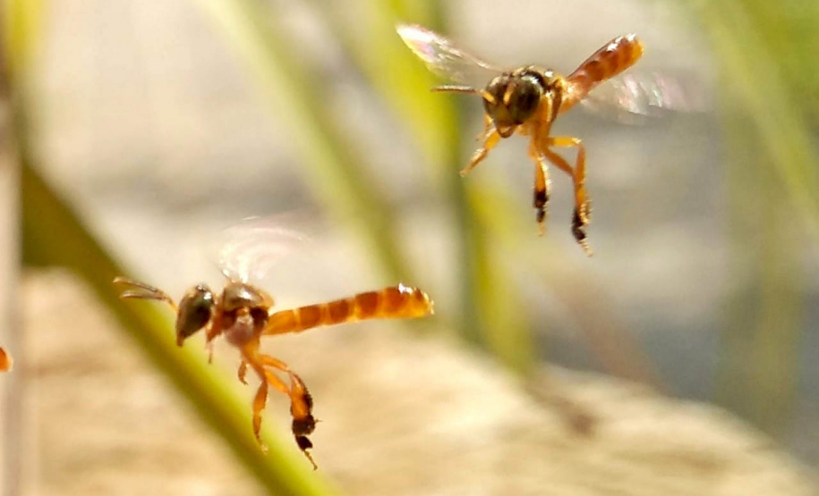 Sanepar e Embrapa vão utilizar abelhas sem ferrão para monitoramento ambiental - Abelha Jataí (Tetragonisca fiebrigi) - Foto: Guilherme Schühli