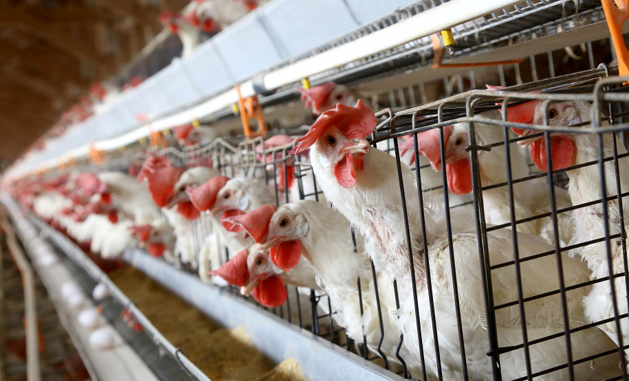 Foto:Jaelson Lucas / AEN