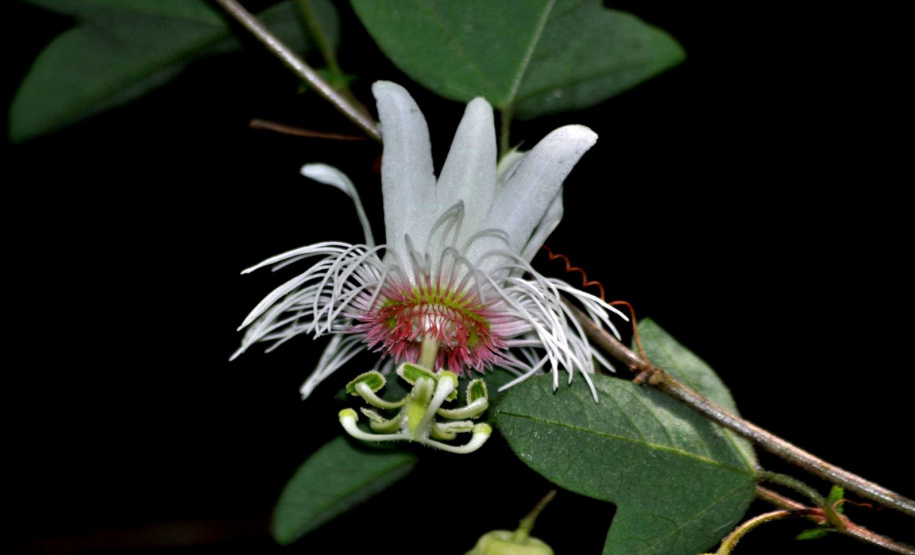 Pesquisadores da Universidade Estadual do Centro-Oeste (Unicentro) descobriram uma nova espécie de planta no Jardim Botânico de Faxinal do Céu, na cidade de Pinhão. A espécie pertence ao gênero botânico Passiflora, planta medicinal utilizada na preparação de remédios fitoterápicos para acalmar o nervosismo e combater a ansiedade e a insônia.  -  Curitiba, 14/09/2021  -  Foto: Unicentro