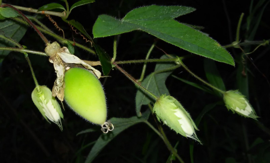 Pesquisadores da Universidade Estadual do Centro-Oeste (Unicentro) descobriram uma nova espécie de planta no Jardim Botânico de Faxinal do Céu, na cidade de Pinhão. A espécie pertence ao gênero botânico Passiflora, planta medicinal utilizada na preparação de remédios fitoterápicos para acalmar o nervosismo e combater a ansiedade e a insônia.  -  Curitiba, 14/09/2021  -  Foto: Unicentro