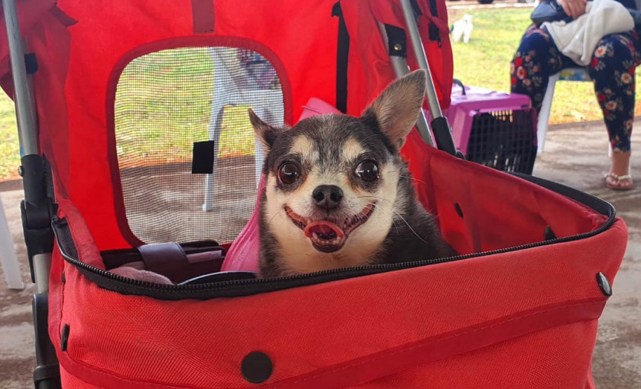 209 animais foram atendidos no Programa Permanente de Esterilização deCães e Gatos (CastraPet Paraná), em Arapongas, no Norte-CentralParanaense. A ação começou no domingo (12) e terminou nessa quarta-feira(15). - Curitiba, 15/09/2021 - Foto: SEDEST