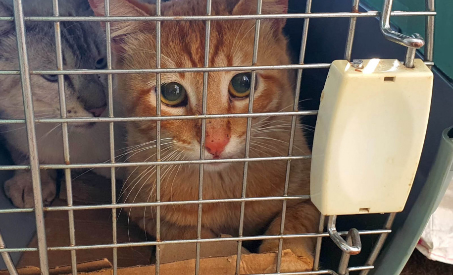 209 animais foram atendidos no Programa Permanente de Esterilização deCães e Gatos (CastraPet Paraná), em Arapongas, no Norte-CentralParanaense. A ação começou no domingo (12) e terminou nessa quarta-feira(15). - Curitiba, 15/09/2021 - Foto: SEDEST