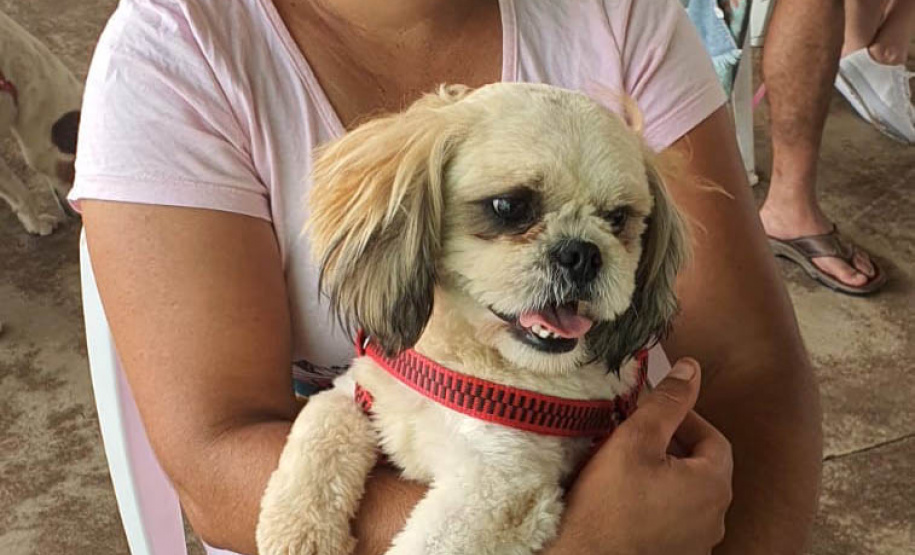 209 animais foram atendidos no Programa Permanente de Esterilização deCães e Gatos (CastraPet Paraná), em Arapongas, no Norte-CentralParanaense. A ação começou no domingo (12) e terminou nessa quarta-feira(15). - Curitiba, 15/09/2021 - Foto: SEDEST