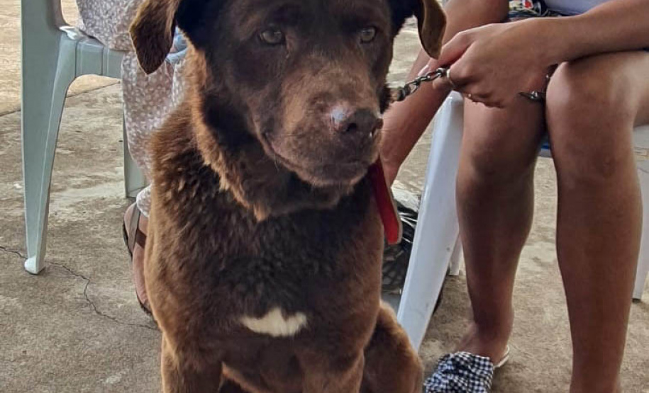 209 animais foram atendidos no Programa Permanente de Esterilização deCães e Gatos (CastraPet Paraná), em Arapongas, no Norte-CentralParanaense. A ação começou no domingo (12) e terminou nessa quarta-feira(15). - Curitiba, 15/09/2021 - Foto: SEDEST