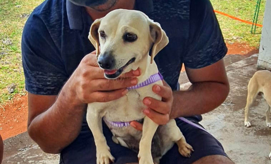 209 animais foram atendidos no Programa Permanente de Esterilização deCães e Gatos (CastraPet Paraná), em Arapongas, no Norte-CentralParanaense. A ação começou no domingo (12) e terminou nessa quarta-feira(15). - Curitiba, 15/09/2021 - Foto: SEDEST