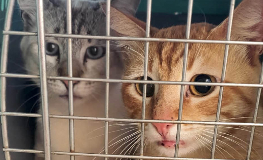 209 animais foram atendidos no Programa Permanente de Esterilização deCães e Gatos (CastraPet Paraná), em Arapongas, no Norte-CentralParanaense. A ação começou no domingo (12) e terminou nessa quarta-feira(15). - Curitiba, 15/09/2021 - Foto: SEDEST