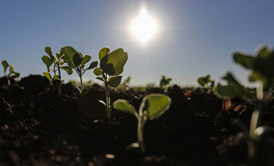 Produtores iniciam plantio da soja e área de cultivo deve chegar a 5,62 milhões de hectares-Foto : Jonathan Campos / AEN