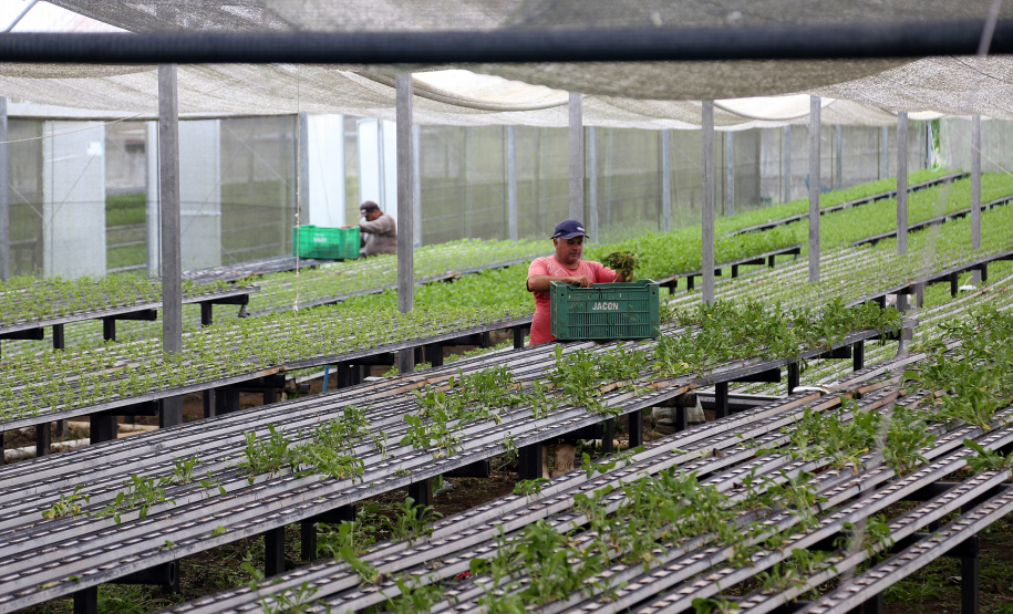 Rota do Vinho - Colônia Murici. Plantação de alface.Gilson Abreu/AEN